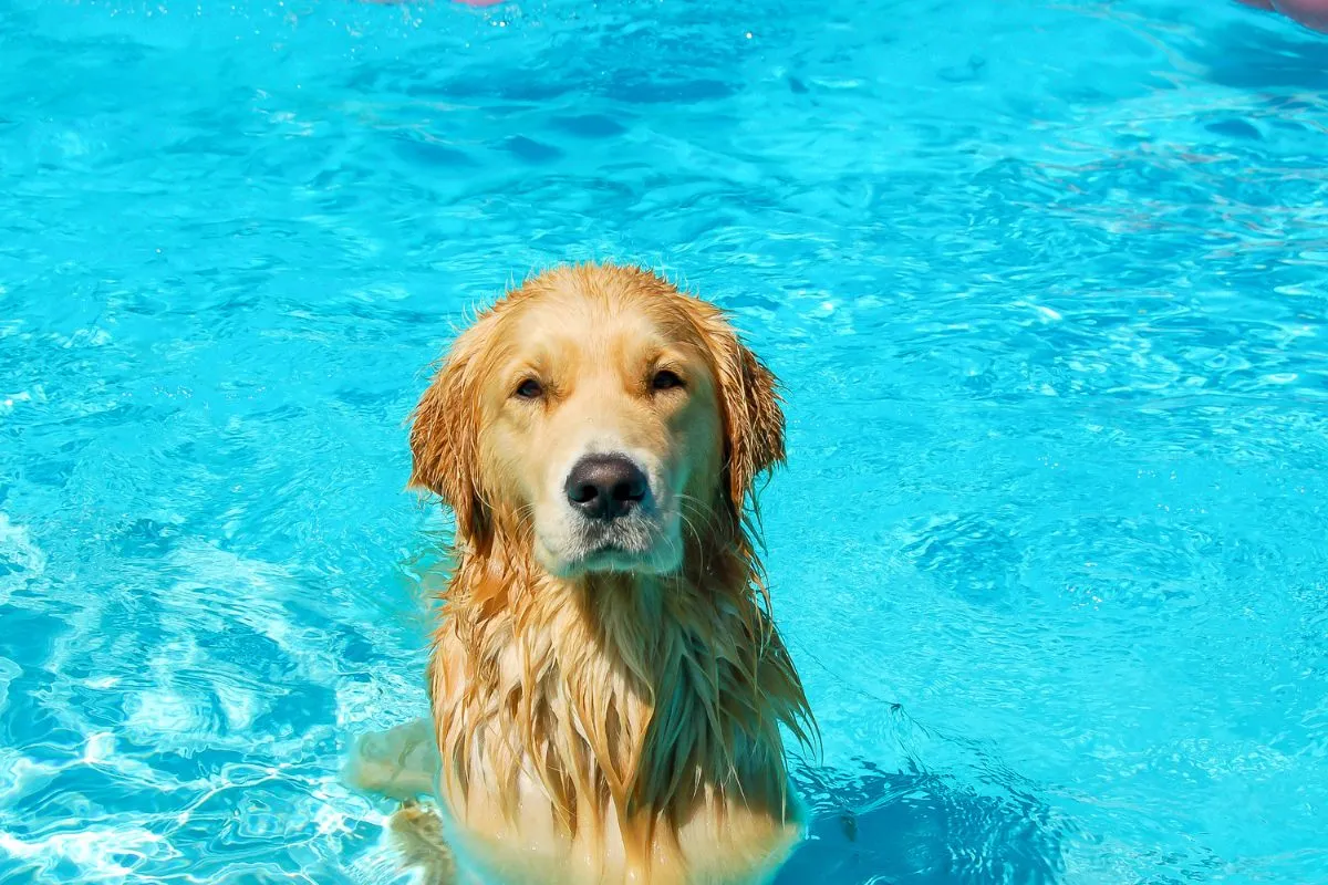 dog pool