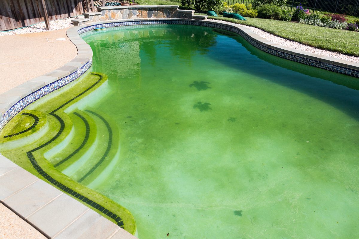 how to get rid of pool algae