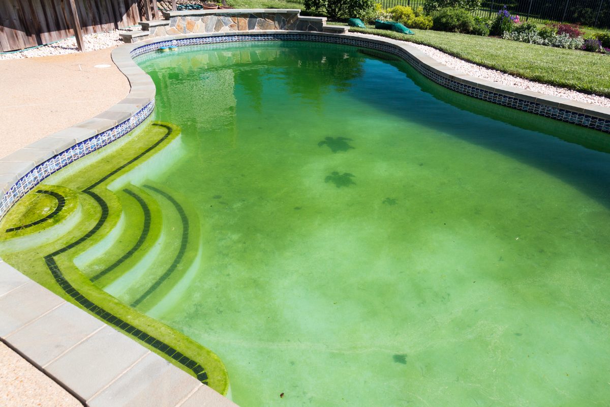 algae pool
